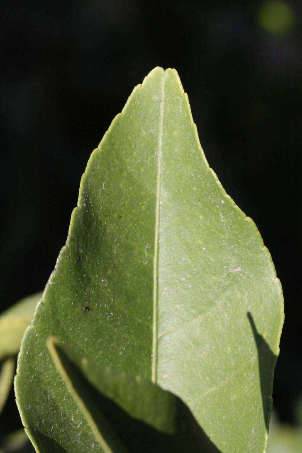              Margin (Jullundri Khatti, Riverside, CA)       